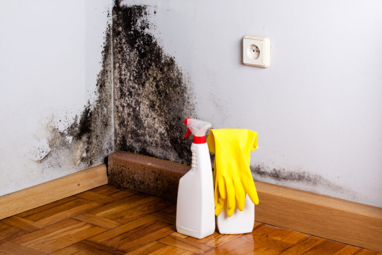 How to Remove Mould Safely and Effectively – A Guide from CleanArtex